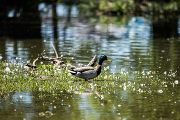 Male and Female Mallard Ducks