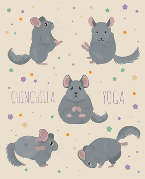Chinchilla yoga poses and exercises. Cute cartoon clipart set