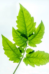 Fototapeta na wymiar Leaf of tomato plant