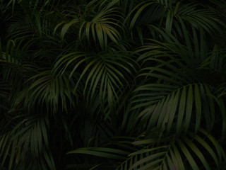 palm leaf pattern on black background