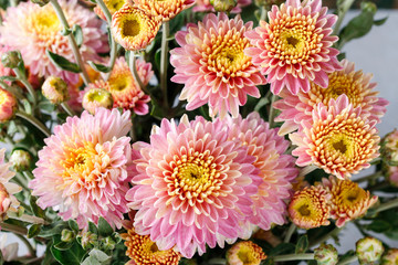 Bouquet of pink chrysanthemums.
