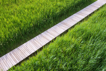 Wooden pathway through the reed field.