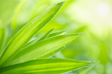 Obraz premium Close up of nature view green leaf with rain drop on blurred greenery background under sunlight with bokeh and copy space using as background natural plants landscape, ecology wallpaper concept.