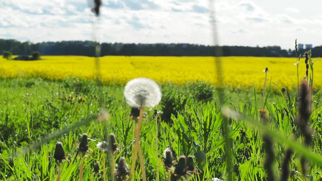 Panoramic view of golden grain fields , freen trees and blue sky, spring time. Sunny day. Estonia.