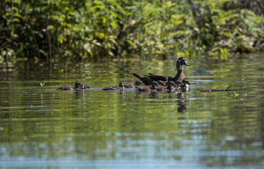 Mama Wood Duck and Ducklings