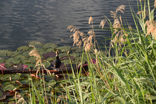 Fulika atra on the lake coot duck