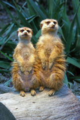 Two meerkats on watch