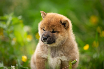 Cute and adorable red shiba inu puppy sitting in the green grass and yellow flowers in summer