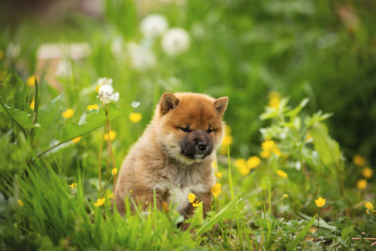 Cute and serious red shiba inu puppy sitting in the green grass and yellow flowers in summer