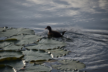 duckling on the lake