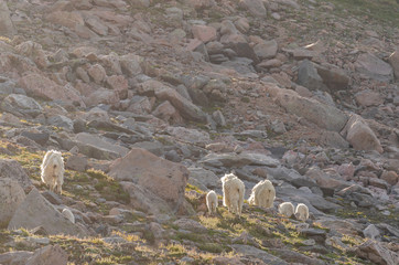 Mountain Goats in Summer in Colorado