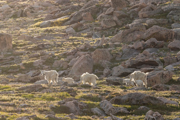 Mountain Goats in Summer in Colorado