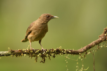 Clay-colored thrush