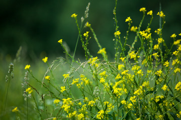 Yellow mustard flowers on green field blurred background close up, brassica plant flowers macro, brassica rapa, juncea or napus, beautiful spring season floral lawn, summer blooming wildflowers meadow
