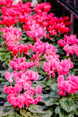 begonia flowers (Tuberous rooted begonia).