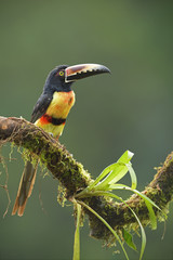 Collared Aracari perching on branch