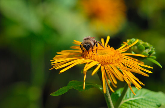 Bumblebee collecting nectar on the yellow flower of Elecampane, on a green-brown background, front view, close up, macro