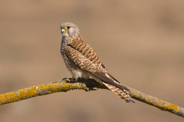 Naklejka na ściany i meble A close-up of a beautiful female Lesser Kestrel perched on a branch (Falco naumanni)