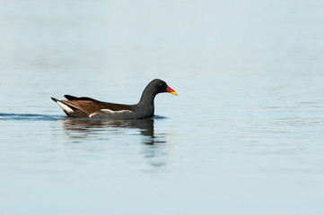 A Common Moorhen (Gallinula chloropus) by water