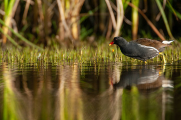 A Common Moorhen (Gallinula chloropus) walking through the water