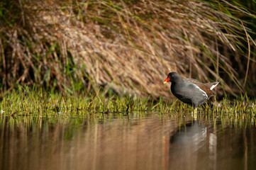 A Common Moorhen (Gallinula chloropus) walking through the water