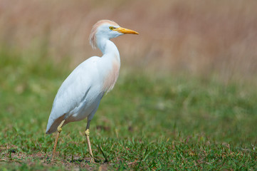 Fototapeta premium Cattle Egret Looking for food on the grass - Bubulcus ibis