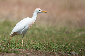 Cattle Egret Looking for food on the grass - Bubulcus ibis
