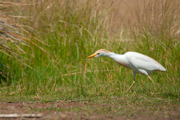 Cattle Egret Looking for food on the grass - Bubulcus ibis