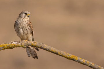 A close-up of a beautiful female Lesser Kestrel perched on a branch (Falco naumanni)