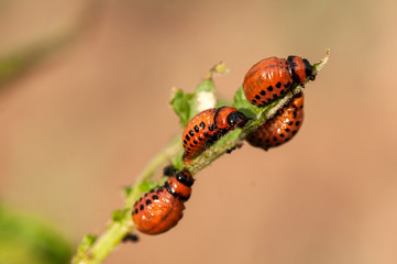 larva of the Colorado beetle - leptinotarsa decemlineata - potato agriculture potato
