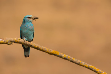 European roller perched on a twig - Coracias garrulus