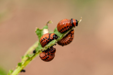 larva of the Colorado beetle - leptinotarsa decemlineata - potato agriculture potato