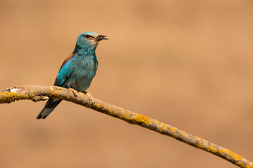 European roller perched on a twig - Coracias garrulus