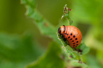 larva of the Colorado beetle - leptinotarsa decemlineata - potato agriculture potato