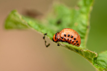 larva of the Colorado beetle - leptinotarsa decemlineata - potato agriculture potato