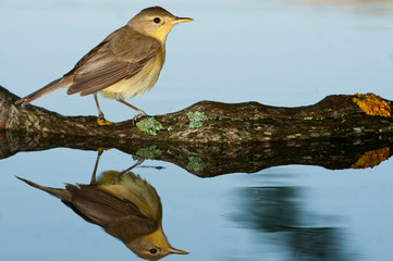 Melodious warbler - Hippolais polyglotta - in the water with its reflection