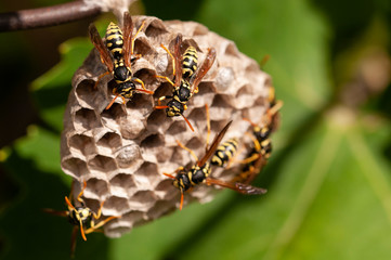 Macro of wasp - Vespula vulgaris - in paper nest