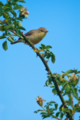 Melodious warbler - Hippolais polyglotta - perched on a branch