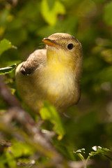 Melodious warbler - Hippolais polyglotta - perched on a branch