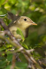 Melodious warbler - Hippolais polyglotta - perched on a branch