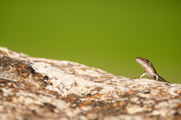 Psammodromus grande - Psammodromus algirus - reptile lizard sunning on a rock