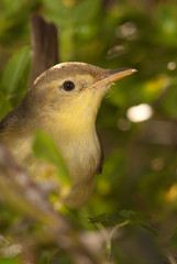 Melodious warbler - Hippolais polyglotta - perched on a branch