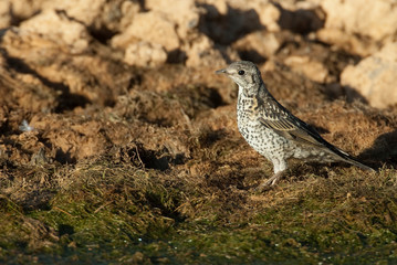 Mistle Thrush drinking water -Turdus viscivorus