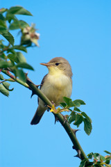Melodious warbler - Hippolais polyglotta - perched on a branch