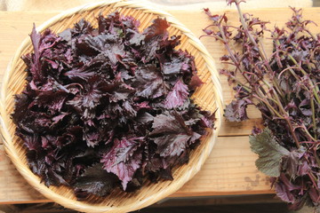 赤シソの葉っぱ