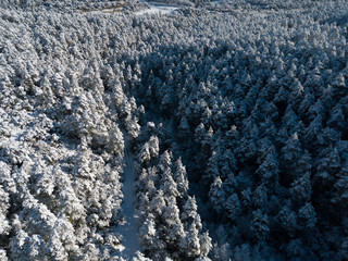 Wintry landscape with pines in the snow in sunny day