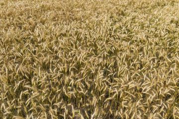 Yellow spikes growing in the field.
