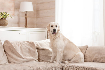Cute big white dog lies on a sofa in a cozy country house and looks into the camera. Concept of happy pets