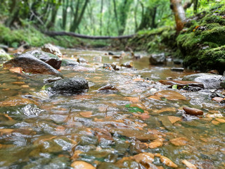 stream in forest