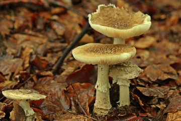 Perlpilze (Amanita rubescens)